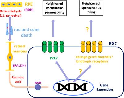 Degeneration-Dependent Retinal Remodeling: Looking for the Molecular Trigger